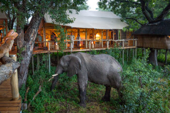 delta okavango, safari afryka, botswana safari, botswana, botswana safari, kgalagadi transfrontier park