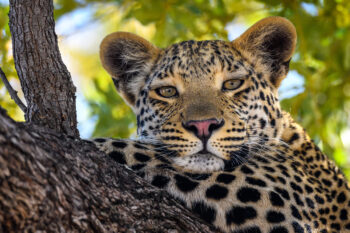 safari zambia, wodospady wiktorii wycieczka, safari zambia, safari zimbabwe, luangwa national park