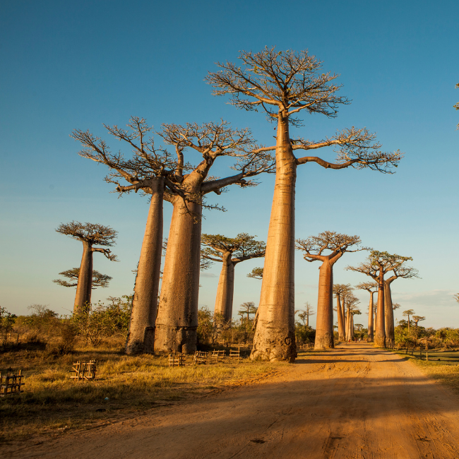 Madagaskar, baobab madagaskar, orangea madagaskar, Madagaskar, madagascar holidays, national park madagascar